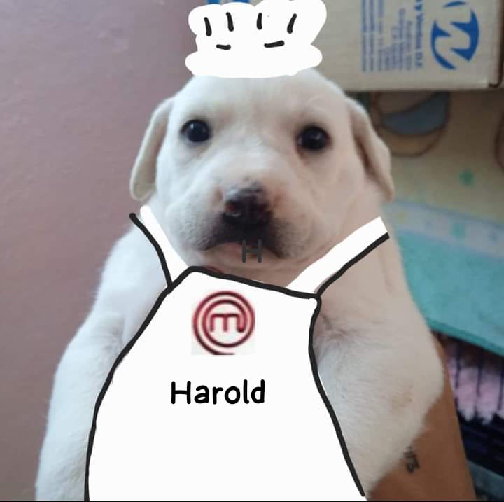 TE AMO @haroldazuara ERES LO MEJOR QUE LE HA PASADO A @MasterChefMx 

#MasterChefCelebrity #TeamHarold