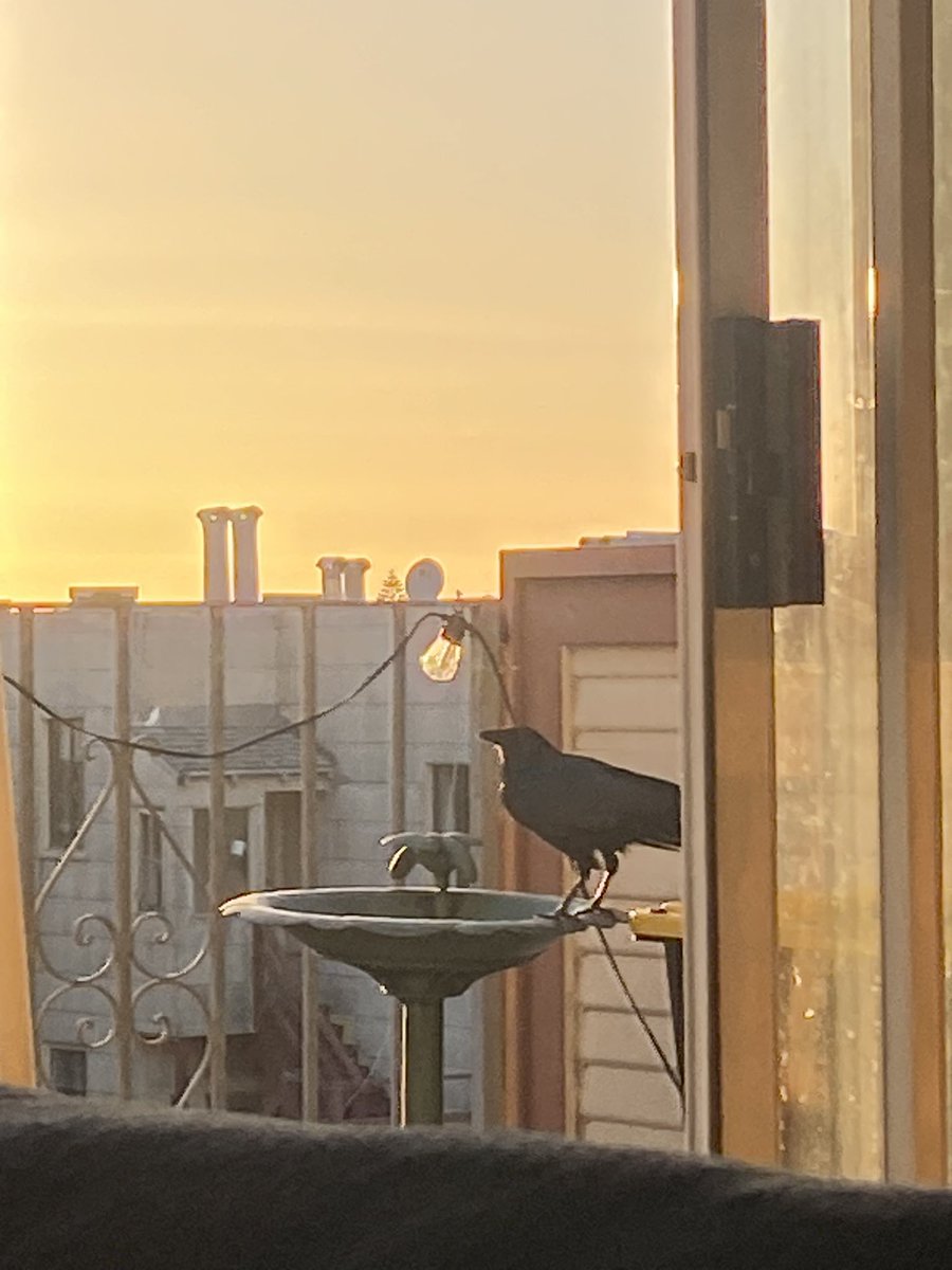 RatJacko's tweet photo. he’s contemplating the radiant beauty of all things btw https://t.co/zZupRAhRis