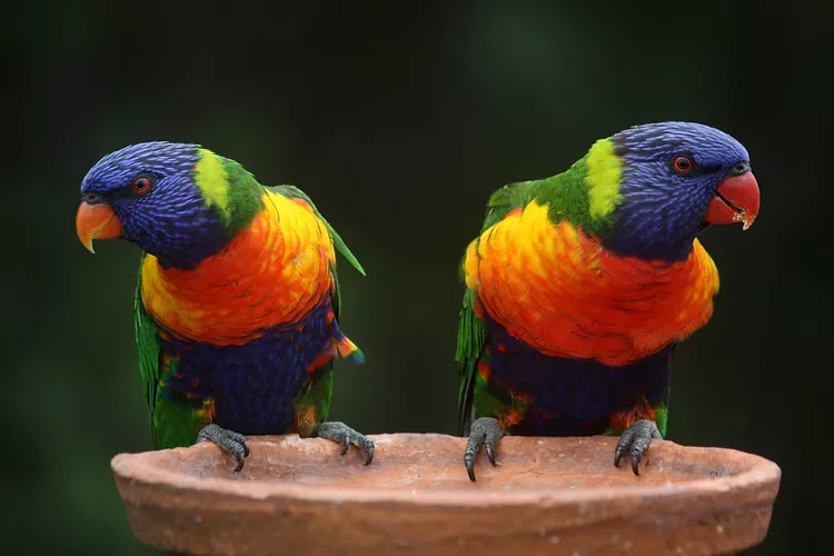 rainbow lorikeet