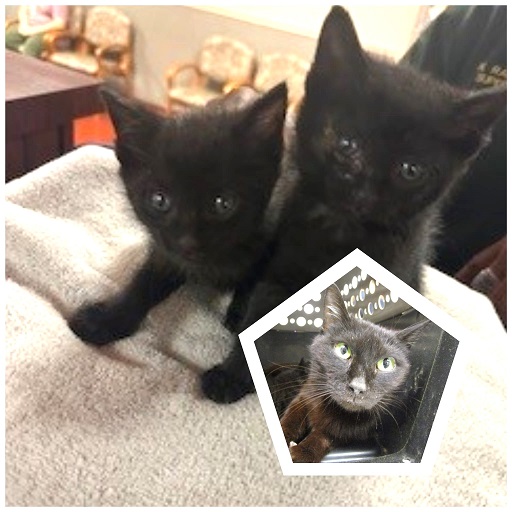 🆘URGENT🆘PLEDGES NEEDED🙏🏽PLZ HELP IF YOU CAN🆘 💝BLACK KITTY MOM & HER 2-4WO #KITTENS💝 🚨NEED💰PLEDGES & #RESCUE ASAP! *Goal is $300🚨 ▶ID 657189 - Mom ▶IDs 657190, 191 - Kittens ▶facebook.com/photo/?fbid=82… 🙏🏽#PLEDGE 2 #SAVEALIFE #MARIETTA #GA @cobbkitties #CAT #KITTENSEASON