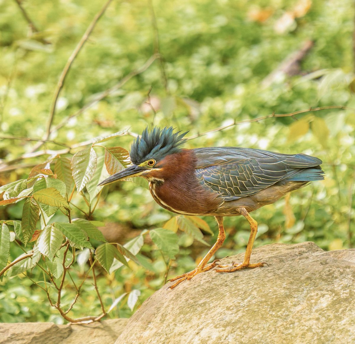 Green Heron showing off its mohawk in the Loch this afternoon.💚

#birds #birding #birdcpp