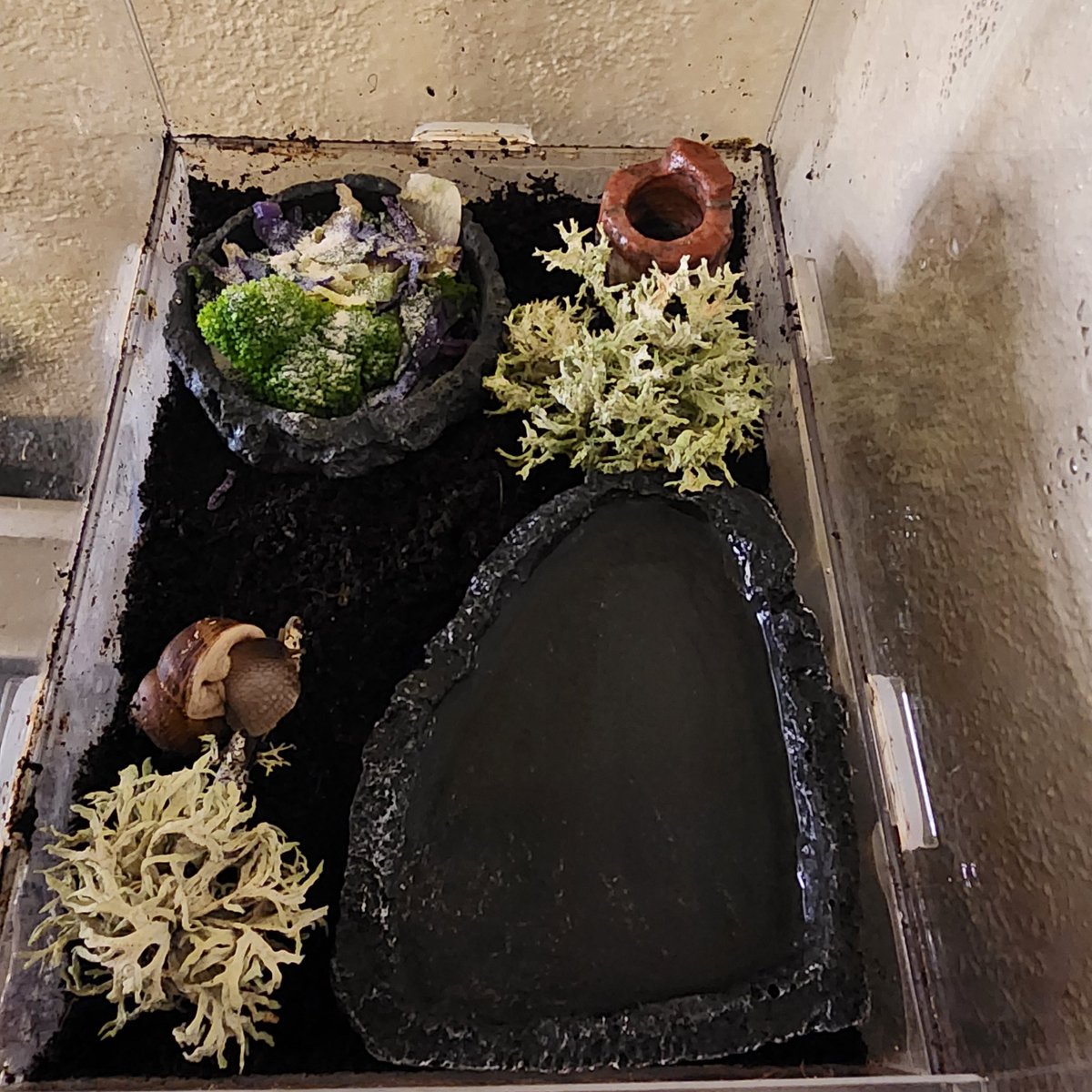 SynthiaNominae's tweet photo. Happy #snailday Synners! Remember the lichen I "stole" the other day? Well, this is why I took them home! ^.^ https://t.co/zlG4XrGomO