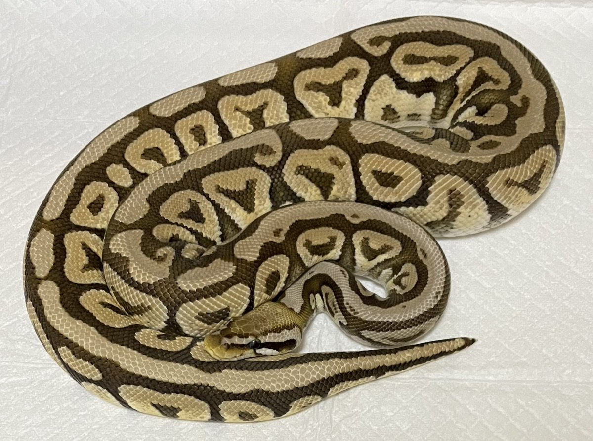 脱皮完了✨

Pastel Mojave Spotnose