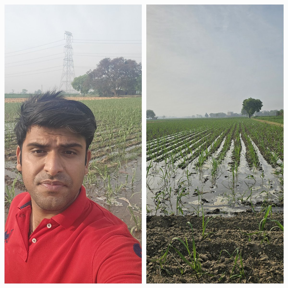 Today morning in our fields. We are irrigating this crop. 

 Can you identify which crop it is? #farming #agriculture