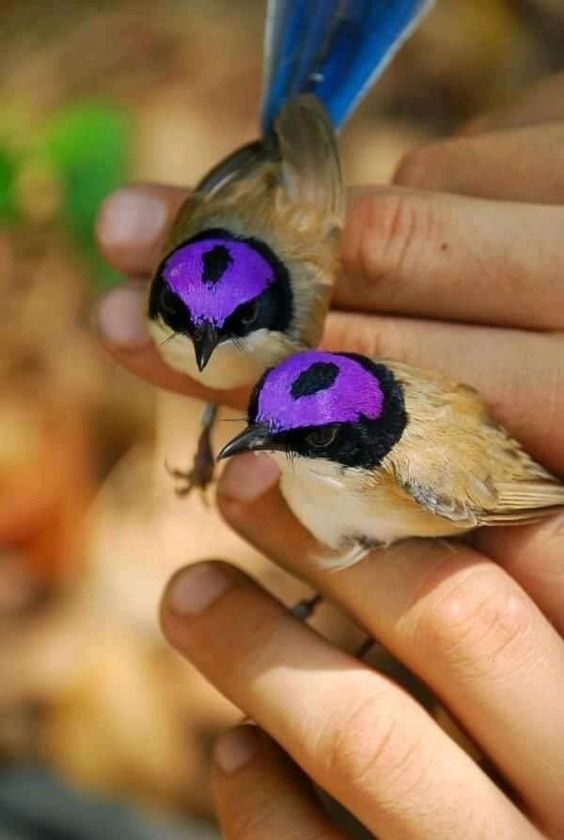 Purple-crowned Fairywren #birds #birdwatching #NaturePhotography #wildlifephotography