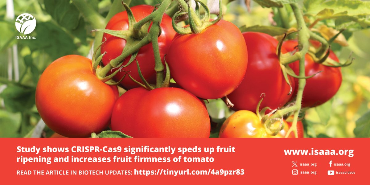 A study shows that the gene editing of SlEIN4AA through #CRISPRCas9 significantly speeds up fruit ripening and increases fruit firmness, which prolongs the shelf life of the fruits. Read details in #BiotechUpdates: tinyurl.com/4a9pzr83