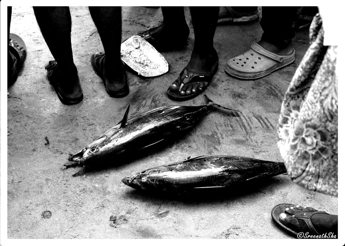 Feet & Fish on Sand 
#photography #streetphoto #Art #blackandwhitephotography #Asia
#photographylovers #PhotoMode 
#streetphotography #photo