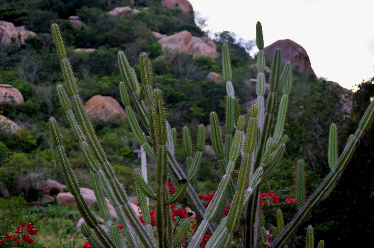 cjsbarros's tweet photo. Dia da minha querida Caatinga, o único bioma verdadeiramente brasileiro e um dos mais sofridos e destruídos. Vamos mudar essa situação! #Caatinga #biomabrasileiro #biomacaatinga #belezanatural #naturephotography @mmeioambiente @ibamagov #mandacaru #painhaemainha #sumeparaiba https://t.co/rNl1VedVuM
