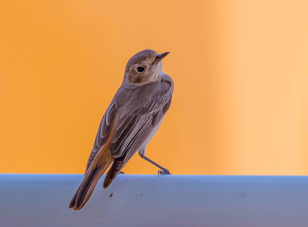 chandanaroy24's tweet photo. From being a camera-shy girl to posing for the camera without any fear, this little Redstart has come a long way from the day when she made you run around the entire park for just one decent shot.
#BirdsOfUAE #CommonRedstart #BBCWildlifePOTD #birdwatching #natgeo. #nikon https://t.co/F7cwZaeQfx