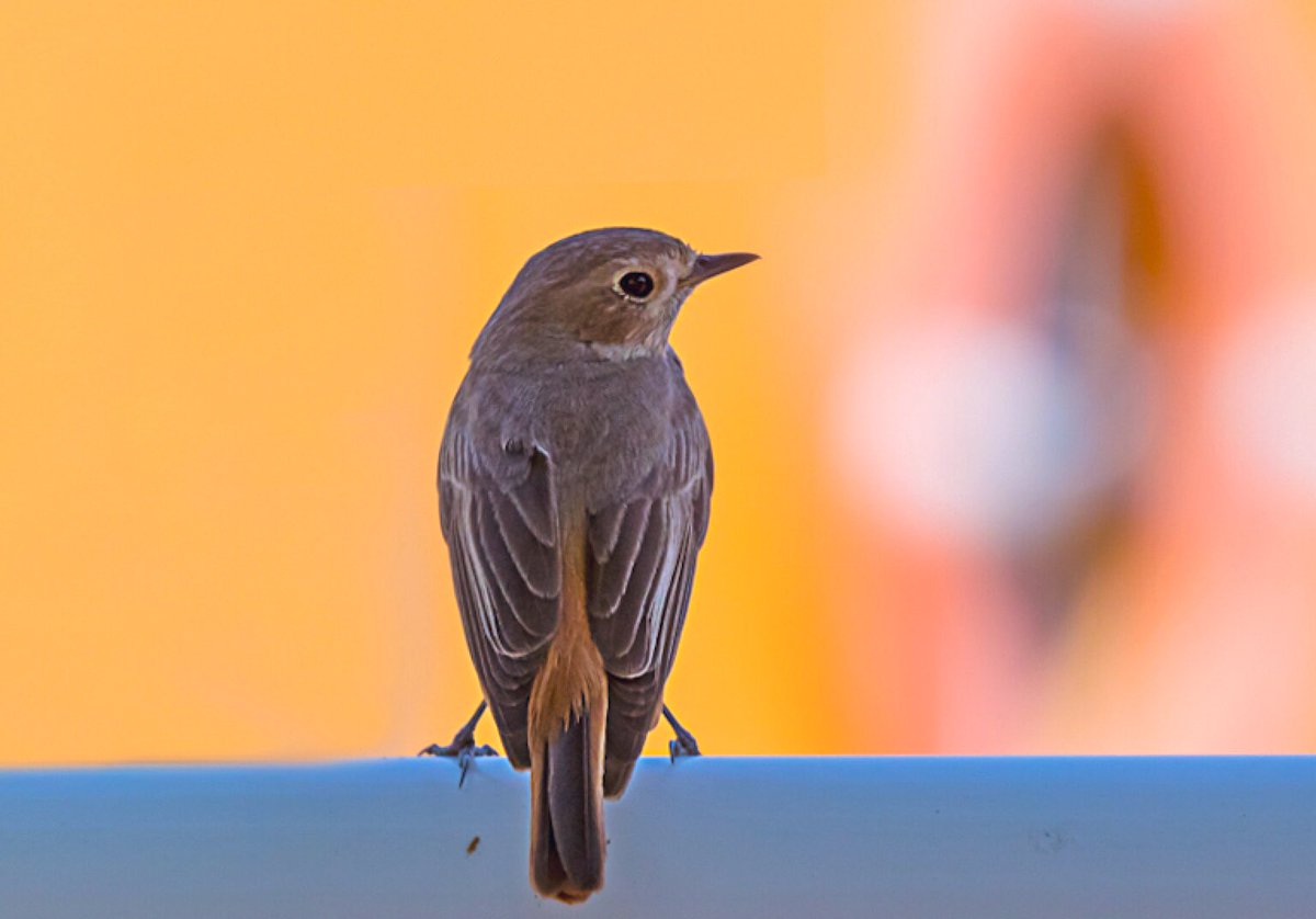 From being a camera-shy girl to posing for the camera without any fear, this little Redstart has come a long way from the day when she made you run around the entire park for just one decent shot. #BirdsOfUAE #CommonRedstart #BBCWildlifePOTD #birdwatching #natgeo. #nikon