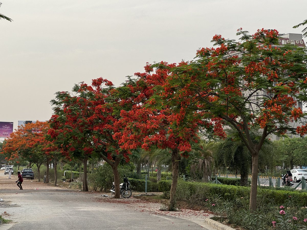 This is the best time of the year to observe those Gulmohar Blooms. It feels like a paradise on morning run. What’s blooming in your backyard ?