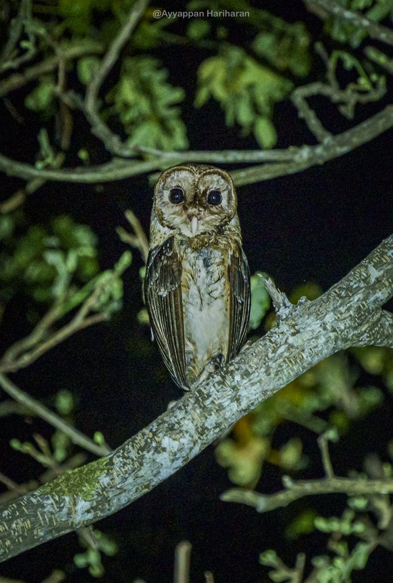 Andaman Masked Owl. 4th owl in my Andaman Owl collection. One more Monday for my last of the owl collection from the island. #IndiAves #BBCWildlifePOTD #natgeoindia #SonyAlpha #ThePhotoHour