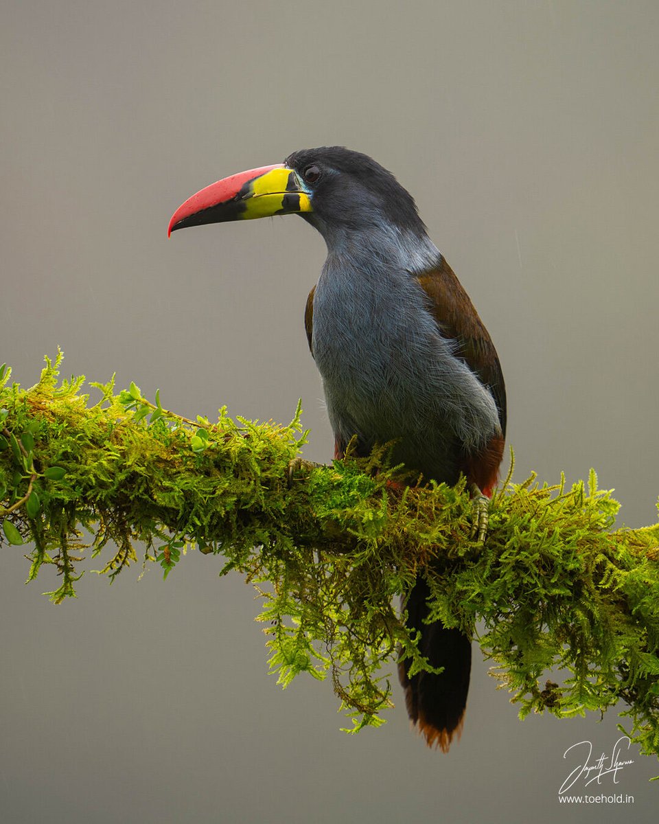 Grey-breasted Toucans are high-altitude toucans that live in the Andean slopes of #Ecuador, #Peru and #Colombia. They are nearly threatened. Please download a smart phone wall paper from my instagram story. #ToeholdPhotoTravel