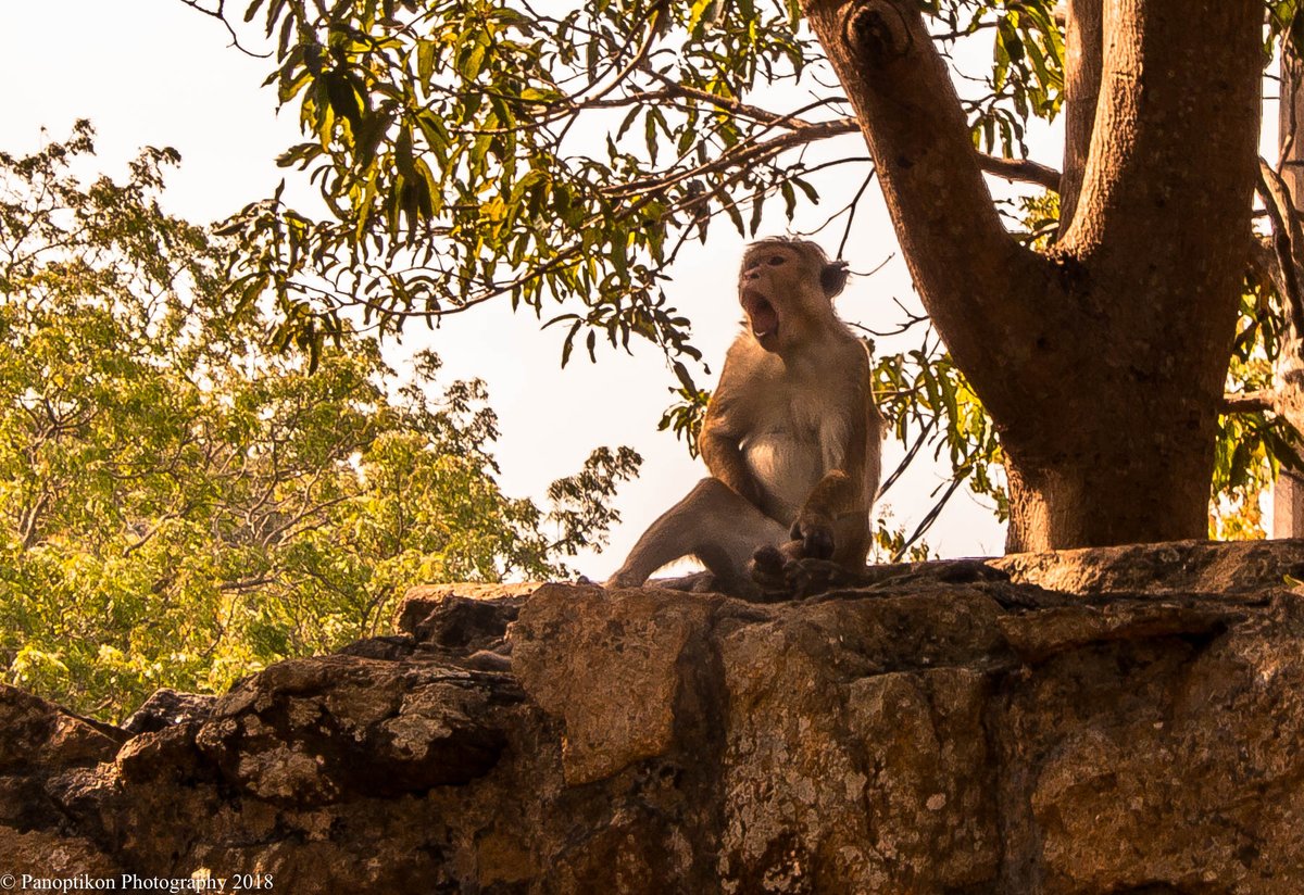 Some #wildlifephotography of #SriLankan #monkeys: Toque Macaques & Grey Langurs. The human-but-not-human nature & behavior of these #animals makes watching them a fascinating but unnerving experience. #naturephotographyday #NaturePhotography #SriLanka #travelphotography #PHOTOS