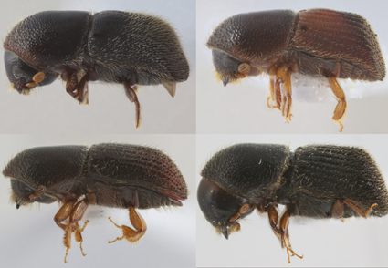 Four #newspecies of Arixyleborus Hopkins, 1915, ambrosia beetles from #Thailand (#Coleoptera: Curculionidae: Scolytinae: Xyleborini)
mapress.com/zt/article/vie… 
#Taxonomy #beetles