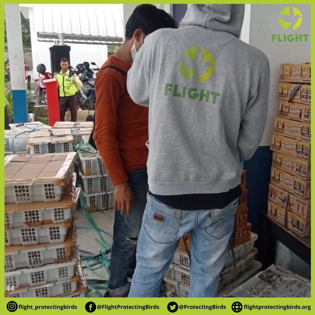 In less than 24 hours, on April 24-25, Lampung Highway Patrol, Lampung BKSDA with the help of FLIGHT succeeded in thwarting 2 attempts to smuggle thousands of birds of various species transported using inter-city buses and private cars bound for Java Island.