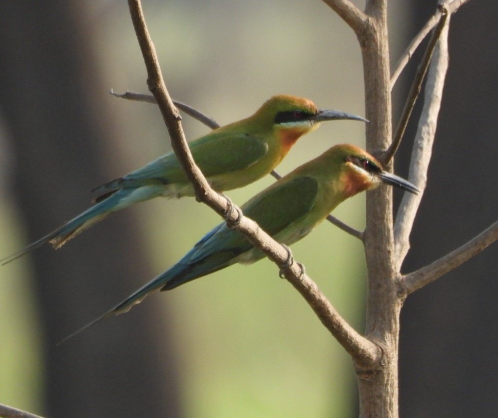 Blue tailed bee eater @PilibhitR for  #monday #Blue #IndiAves #BBCWildlifePOTD  #BirdsSeenIn2024
#ThePhotoHour #birdwatching  @NatureIn_Focus @Team_eBird @NatGeoIndia #GoodMorningTwitterWorld @NatureattheBest #birding  #NaturePhotography #birdphotography @ParveenKaswan #Nikon