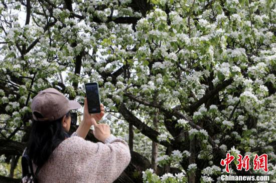 Enjoy snow-white pear #blossoms in Harbin, NE China's Heilongjiang Province #AmazingChina