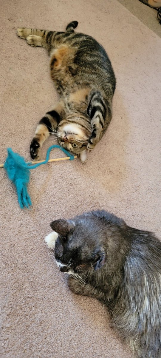 Maman is a resurrectionist! 🙀 The octopus toy has been un-beheaded and is ready to go back into kitty toy service! Willow is still proclaiming her innocence about the initial murder 😹 #CatsOfTwitter #SuperSeniorCatsClub