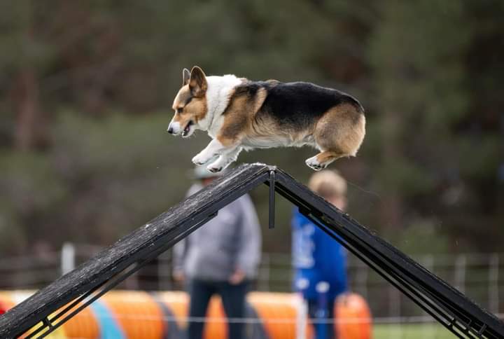 My size does not define my limitations. Don’t let anything or anyone define yours. Corgi On, Corgi Strong! #CorgiCrew