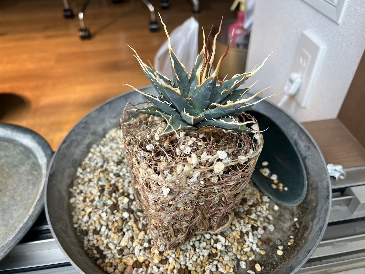 boolean_iwata's tweet image. エボリスピナ、10ヶ月くらいでめちゃくちゃ根鉢になってた

プレステラ120
軽石小粒+赤玉2本線細粒+ひゅうが土細粒+ゼオライト