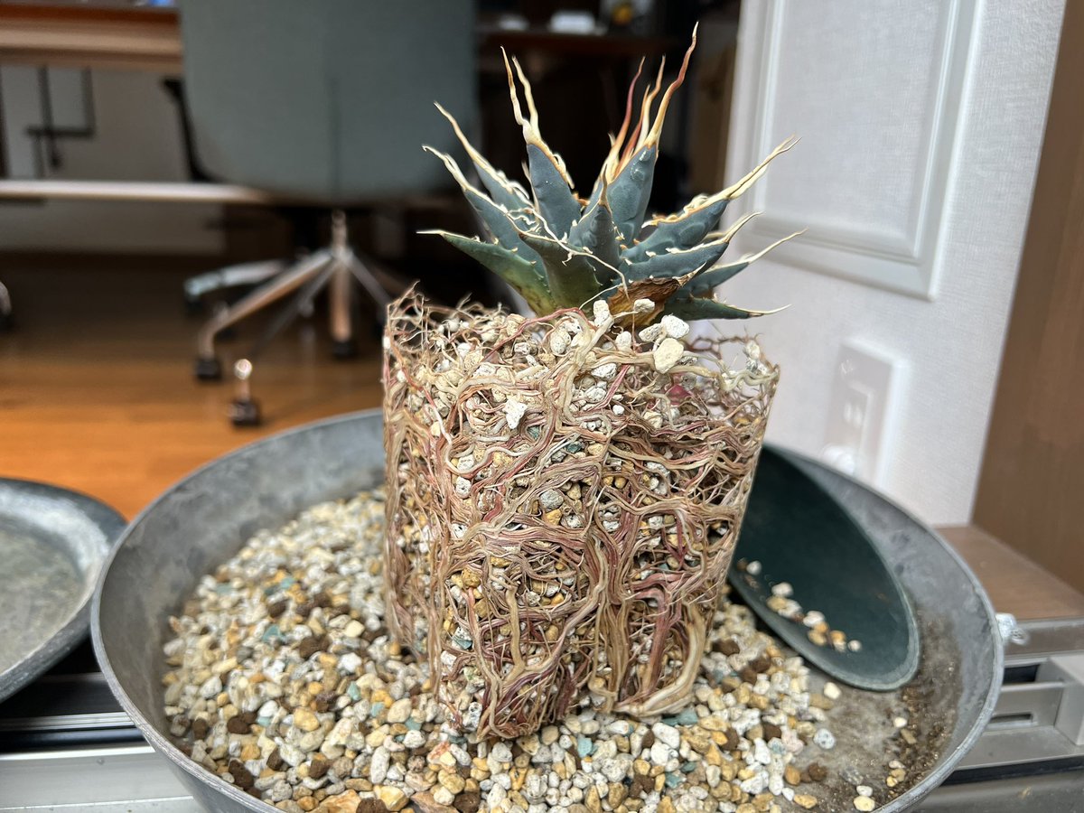 boolean_iwata's tweet image. エボリスピナ、10ヶ月くらいでめちゃくちゃ根鉢になってた

プレステラ120
軽石小粒+赤玉2本線細粒+ひゅうが土細粒+ゼオライト