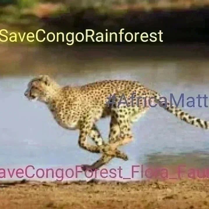 SaveCongoRainforest Day 1510 #SaveCongoRainforest #SaveCongoForest_Flora_Fauna🌴🦍 #AfricaMatters #IndigenousLivesMatter @SaveCongoForest In Solidarity with @vanessa_vash and @Remy_Zahiga The Congo Rainforest is vital in the fight for climate and social justice! ❤️☮️🌍🌏🌎