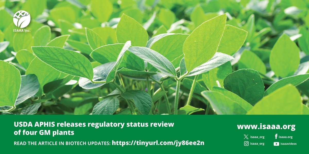 USDA APHIS has released its review of four plants modified using #geneticengineering to determine whether they posed an increased plant pest risk relative to non-modified comparators. Read details in #BiotechUpdates: tinyurl.com/jy86ee2n