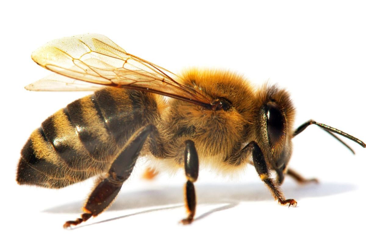 Rabbimizin kusursuz bir ahenkle, denge ve sistemle yarattığı her canlı teşekkürü hakediyor ama en özel teşekkür arılara... Çünkü soframıza gelen 100 üründen 71'i arılar sayesinde elde ediliyor.