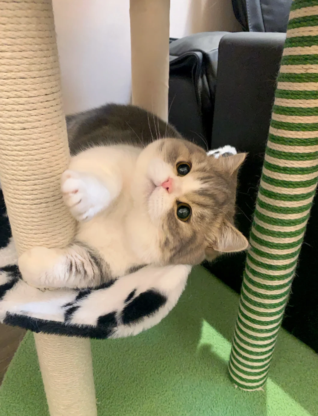 猫猫 617hfu9Y3dL._AC_UF894,