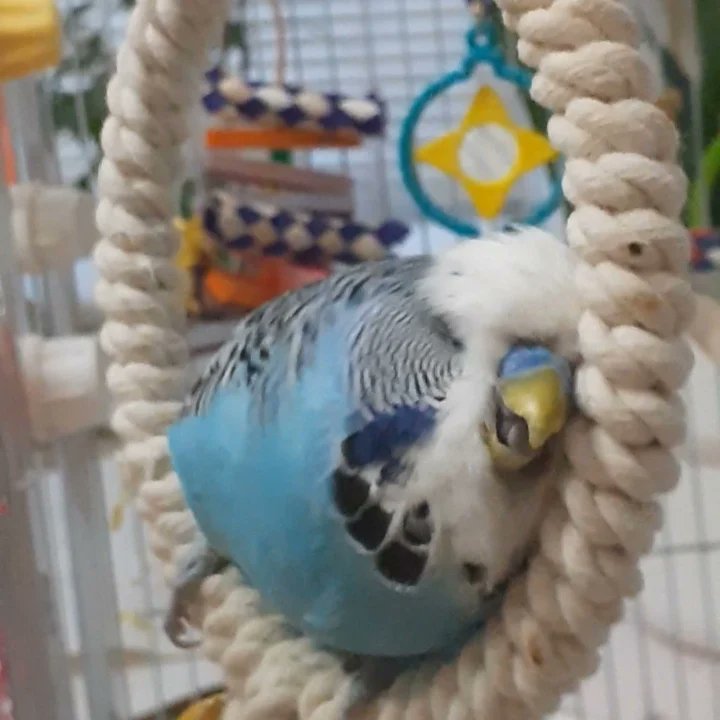 Chester and his swing lol