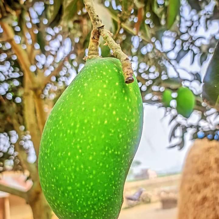 mango is caming from Bangladesh 
Possible Binance listing
@SenderLabs
✅ Exploring this project
<a href="/XterioGames/">Xterio</a>
📷 Exploring this project. $XTER   📷 $RICY  🌻