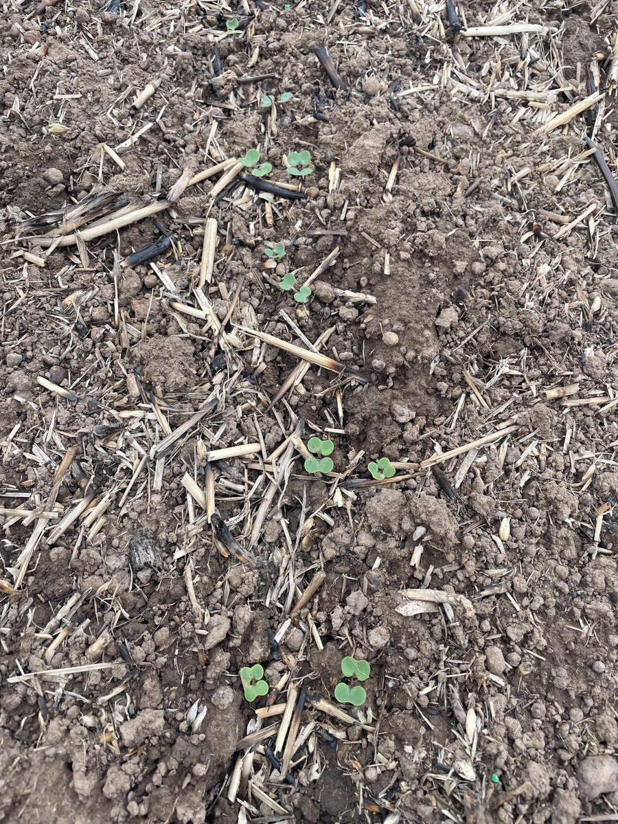 Crops sown 2nd week of April on SW Vic trials sites have all germinated, including early season wheat, canola & faba beans. Slugs have been observed, but the drier conditions has kept the pressure lower, continual baiting & monitoring is required. Mice are present in low numbers.