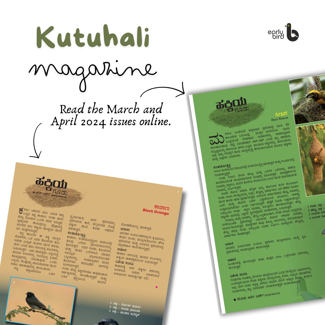 Read about the Baya Weaver and Black Drongo in the latest issues of Kutuhali, the Kannada science magazine. Baya Weaver: flipbookpdf.net/web/site/306f9… Black Drongo: flipbookpdf.net/web/site/6ab96… If you'd like to know more, check out Early Bird Flashcards: early-bird.in/kannada/