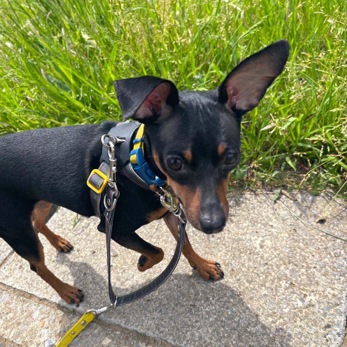 久々の全裸散歩。 これくらいの気候が続くと𝒉𝒂𝒑𝒑𝒚♡ #dogs #miniaturepinscher