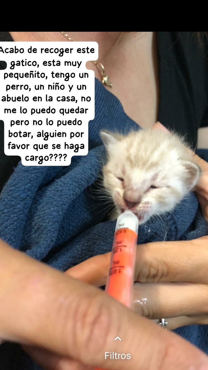 katgenesiss's tweet photo. Por favor... alguien que lo quiera, lo llevo hasta la habana si es necesario... pero si no le encuentro casa rapido me van a botar de la mía 😅 https://t.co/4qZBcbQBM7