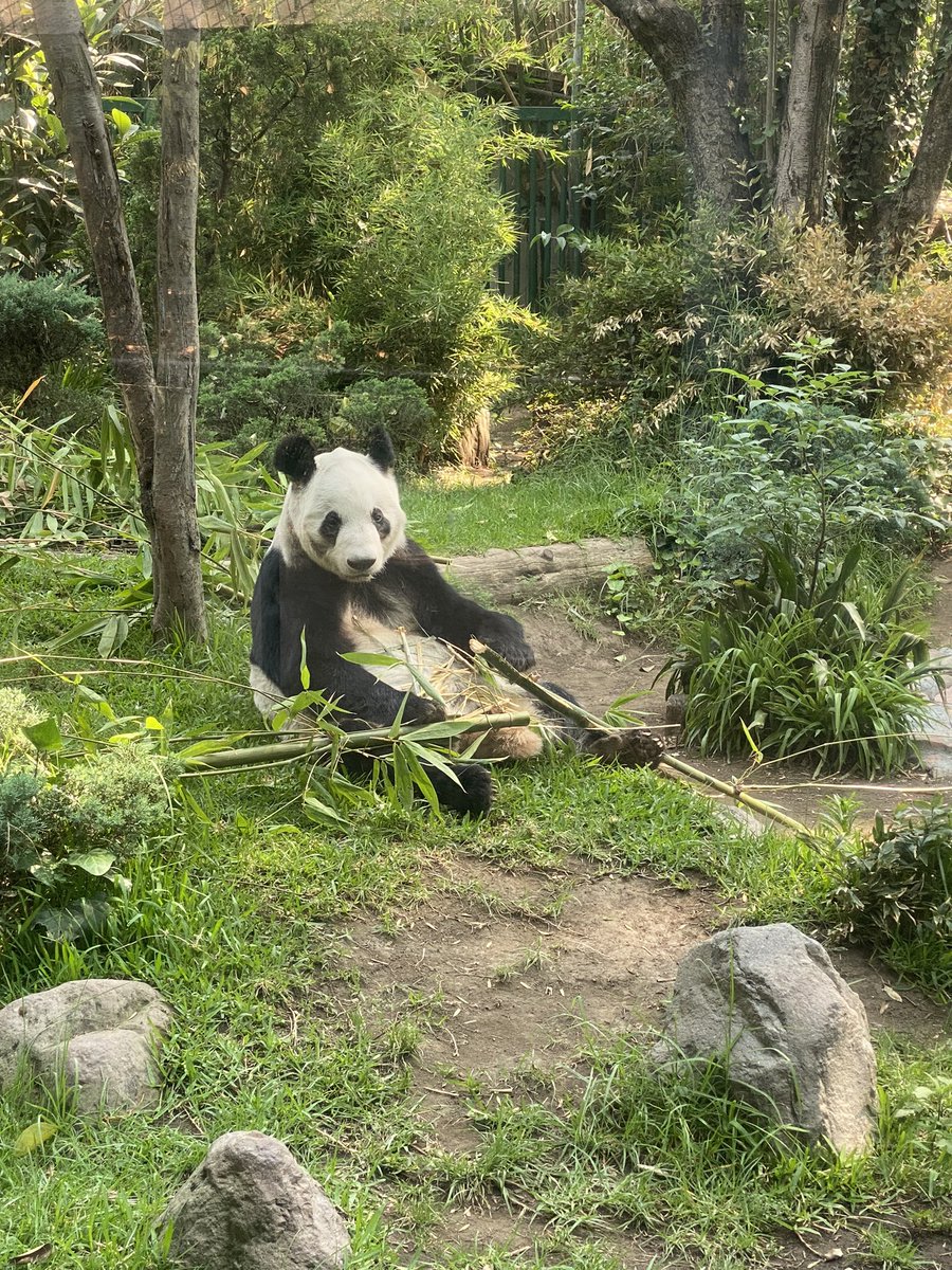 onochic's tweet image. ちなみにシンシンは中南米にいる唯一のパンダ。御歳33歳！飼育されている長寿記録まであと5年なんですって。長生きしてねシンシン。また会いに行くよ(o・・o)/~  
シンシンは小さいの。95kg。かわゆー

#チャプルテペック動物園  #ZoológicodeChapultepec