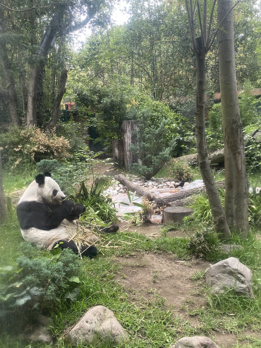 onochic's tweet image. ちなみにシンシンは中南米にいる唯一のパンダ。御歳33歳！飼育されている長寿記録まであと5年なんですって。長生きしてねシンシン。また会いに行くよ(o・・o)/~  
シンシンは小さいの。95kg。かわゆー

#チャプルテペック動物園  #ZoológicodeChapultepec