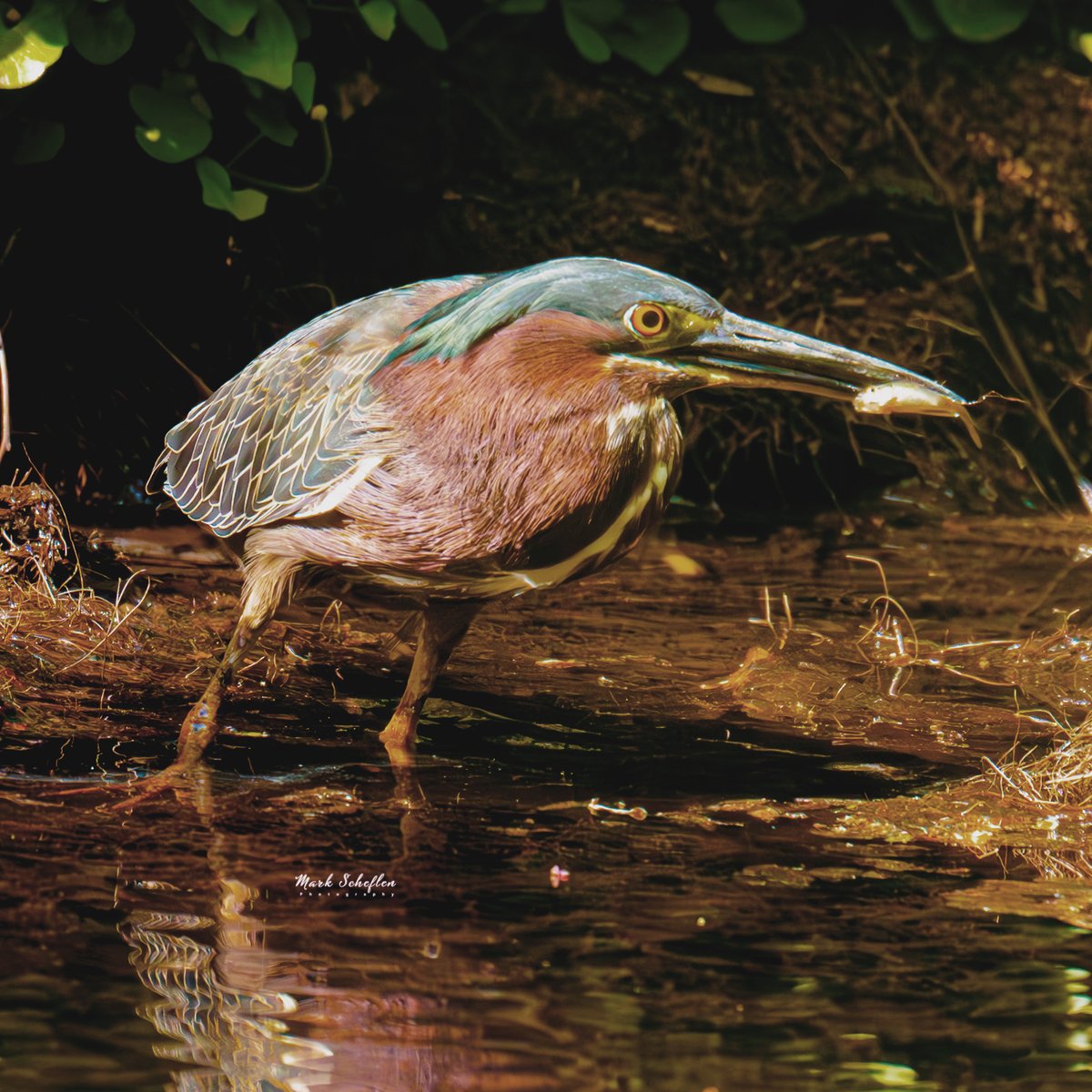 Green Heron with a minnow, Loch, Central Park,  New York City. #birdcpp #TwitterNatureCommunity #birdsofinstagram #britishnatureguide #naturephotography #birdphotography #twitterphotography #wildbirdphotography #nikonphotography #NatureBeauty #nycaudubon 4.28.24