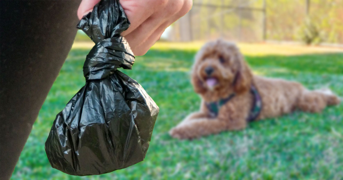 🐕🪱  Stay on top of #parasitecontrol year-round especially in this warm weather! australiandoglover.com/2024/04/stay-o…
In Australia, there's a small chance of people being infected with Toxocara #roundworms... 
Always bag the poop and wash your hands thoroughly!
