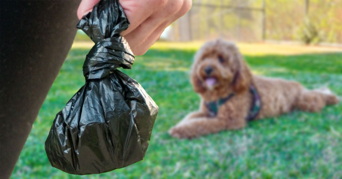 OzDogLover's tweet photo. 🐕🪱  Stay on top of #parasitecontrol year-round especially in this warm weather! https://t.co/21CI2jgyQv
In Australia, there's a small chance of people being infected with Toxocara #roundworms... 
Always bag the poop and wash your hands thoroughly! https://t.co/7DUJpbrPOg