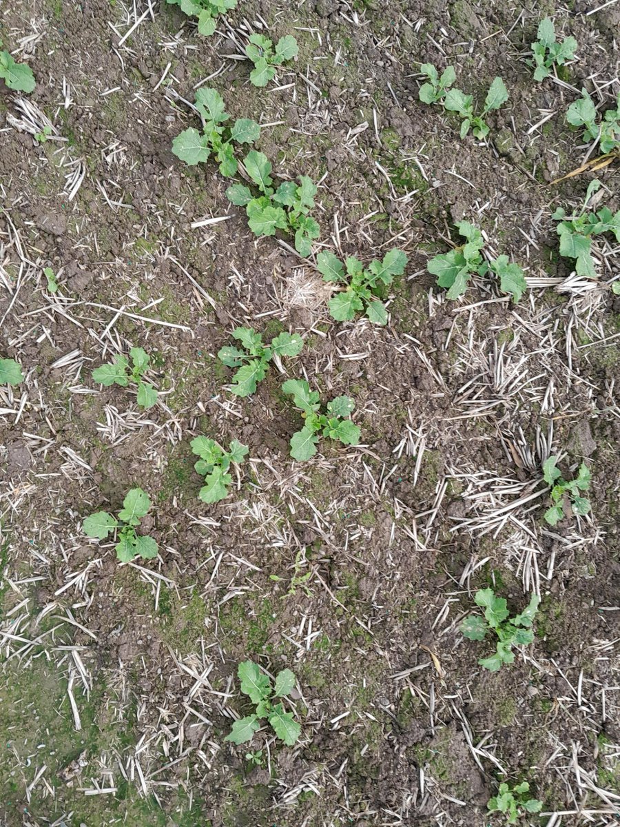 Ho much does canola compensate, when establishment is lower than optimum? SFS 2023 Variety x Management Trials investigated sfs.org.au/article/canola…