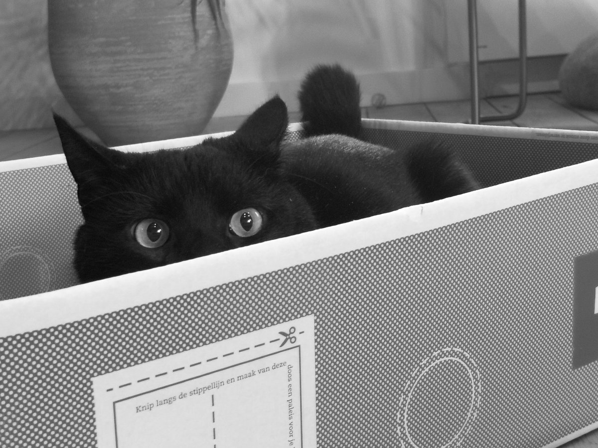 Hiding in my box until it's Tuesday. ~ Allan Poes 📦👀
#CatsOfTwitter #CatsOfX #panfursquad #blackcats #MondayMorning