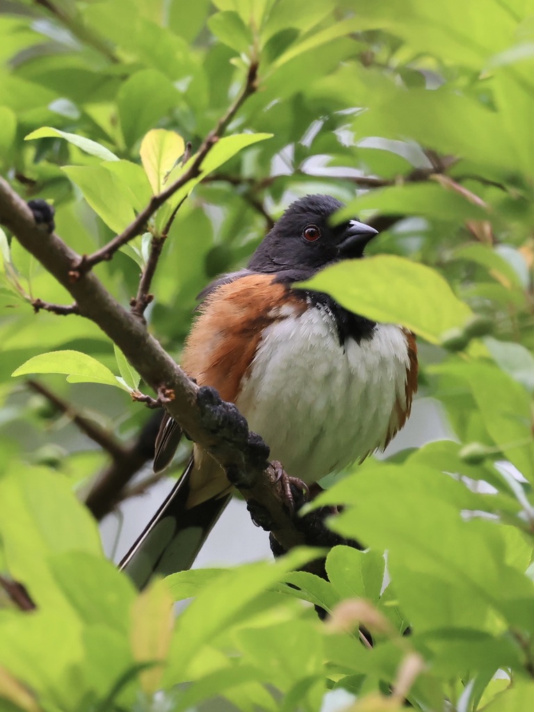 I finally got a good look at one of the male Eastern Towhees visiting the yard!! They sit out there in the bushes and call over and over but often I can't see them at all. But after stealthily easing out the back door I was able to spot this one, calling from a plum tree.