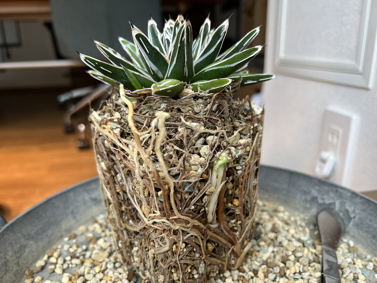 boolean_iwata's tweet image. 全く根を切らずに鉢上げした笹の雪もちゃんと根が張ってるわ