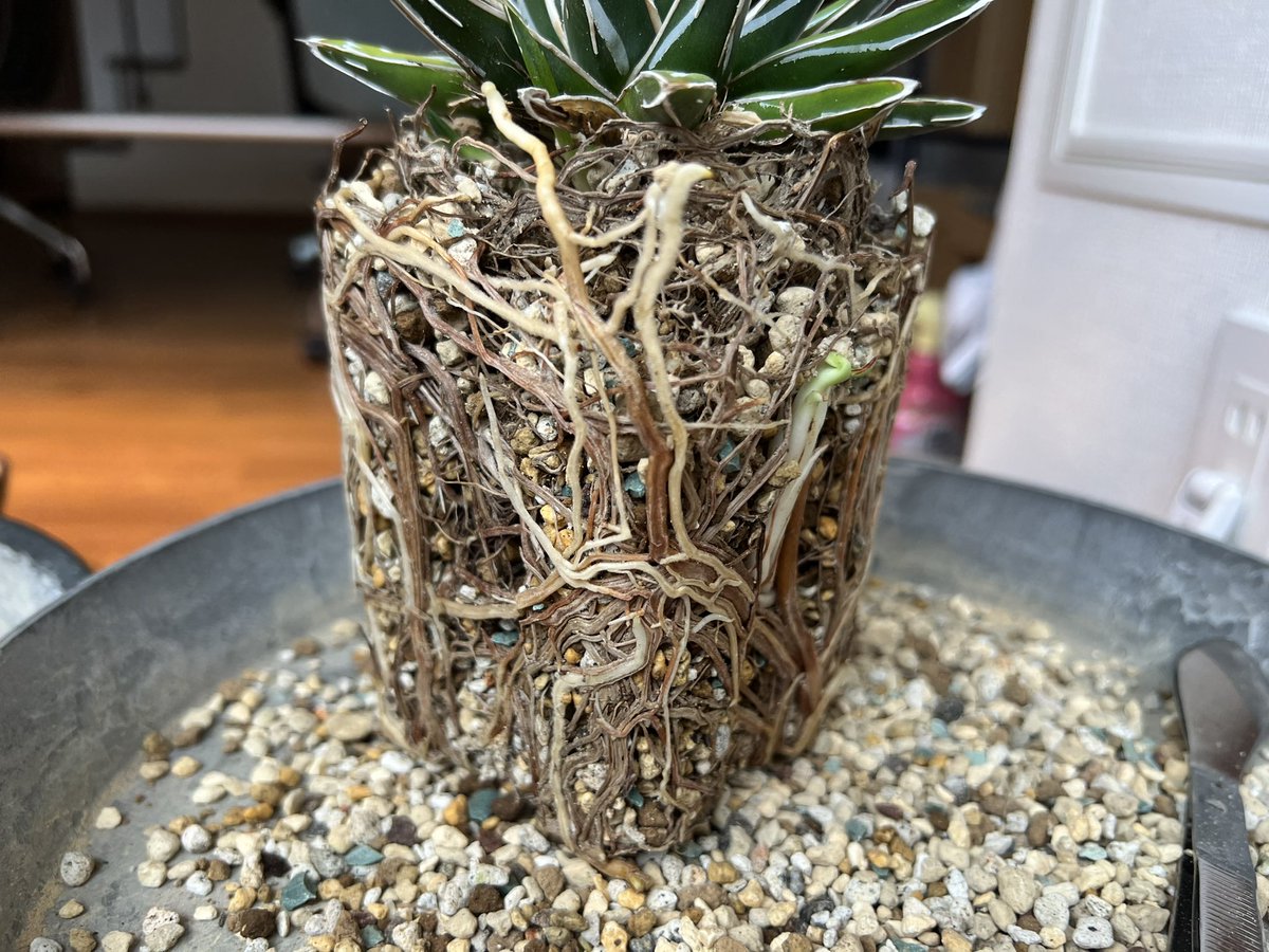 boolean_iwata's tweet image. 全く根を切らずに鉢上げした笹の雪もちゃんと根が張ってるわ