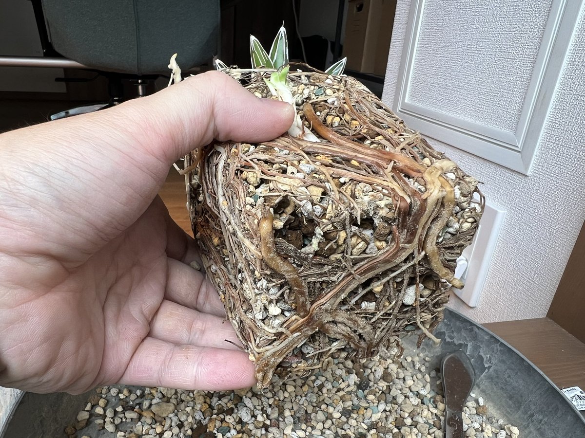 boolean_iwata's tweet image. 全く根を切らずに鉢上げした笹の雪もちゃんと根が張ってるわ