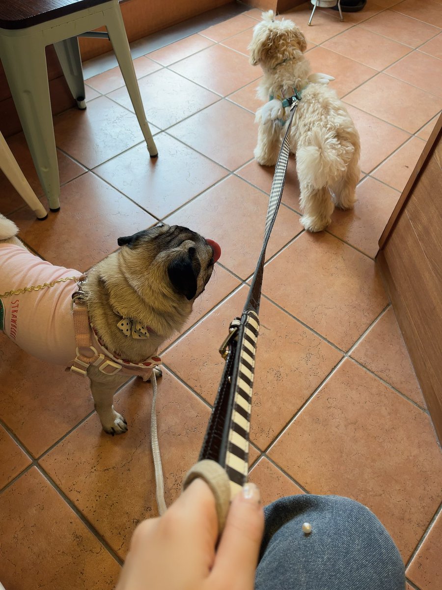 まるえりちゃん狂犬病の予防接種に行ってきました🐶