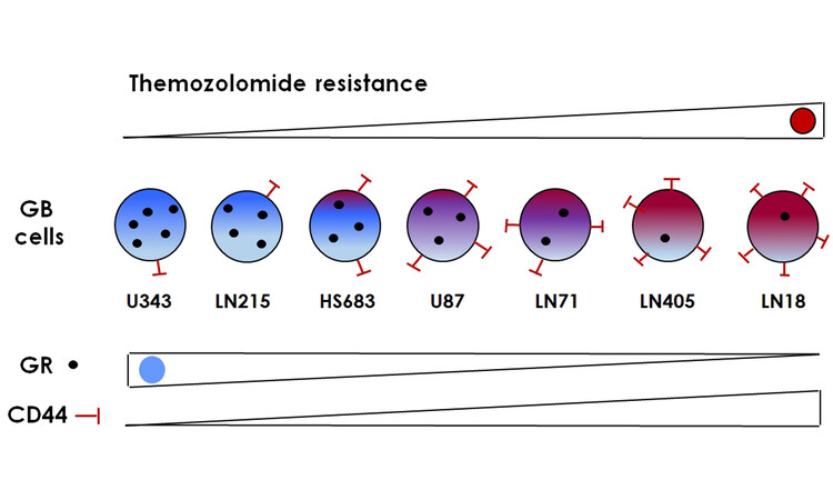 Differential expression of PGs and CS/HS content contribute to the #heterogeneity of #GBcells, and CD44 and NR3C1 might be informative #biomarkers for TMZ resistance. Online: oaepublish.com/articles/2394-… PDF: f.oaes.cc/xmlpdf/6854a4f…