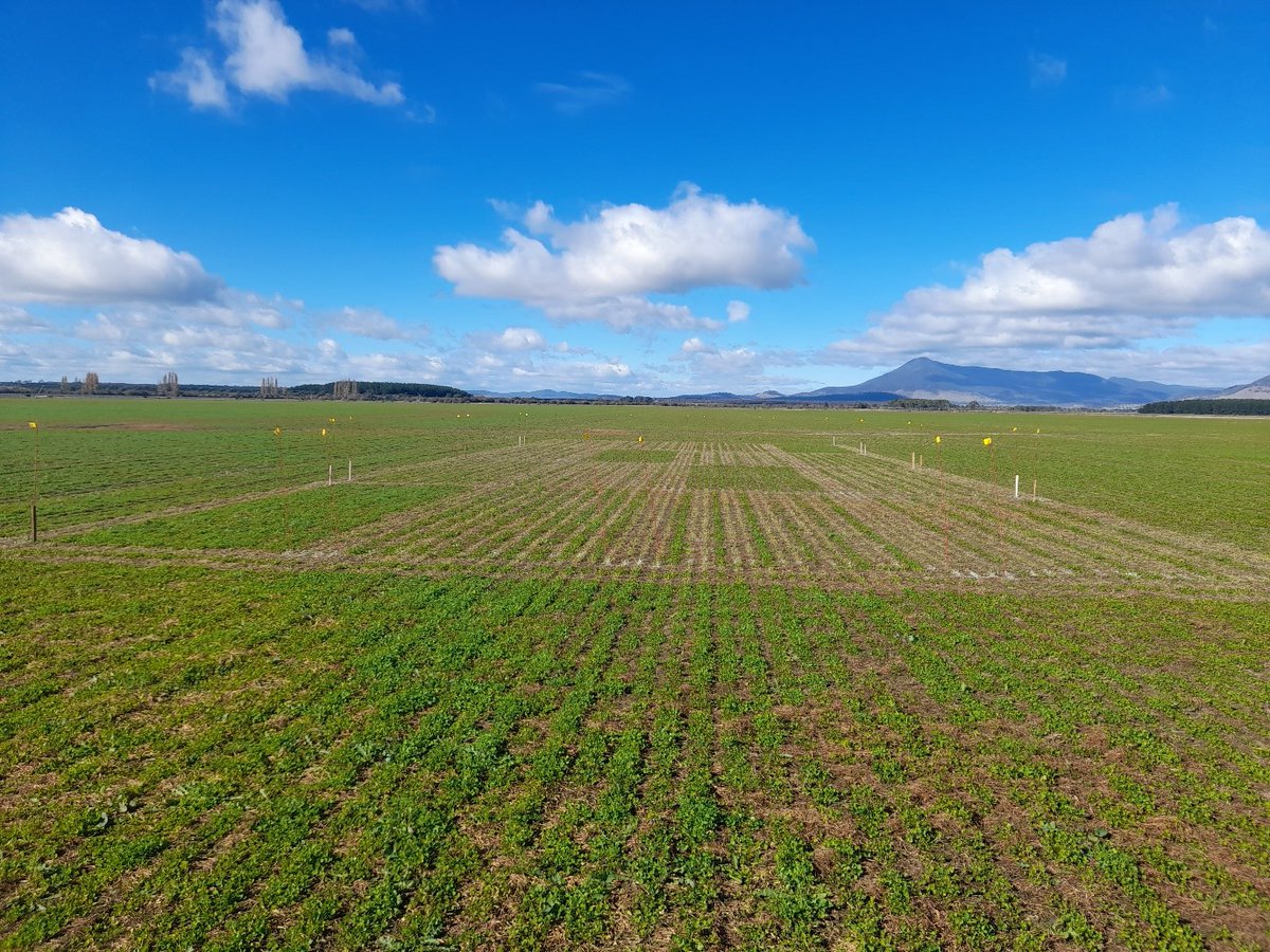 SFS Tas Report - NVT Wheat sown 23 April under dry conditions at Fordell Farms, Hagley. One of three TSIG clover row space trials has emerged and rows not required terminated on Formosa Estate, Cressy to achieve 15,30,45 & 60cm rows.